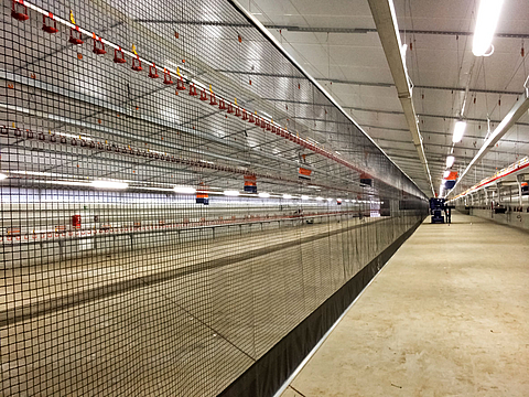 Rollwand als Stallabtrennung in einem Geflügelstall